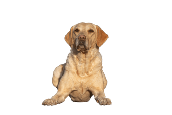 Flächensuchhund