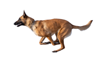 Flächensuchhund