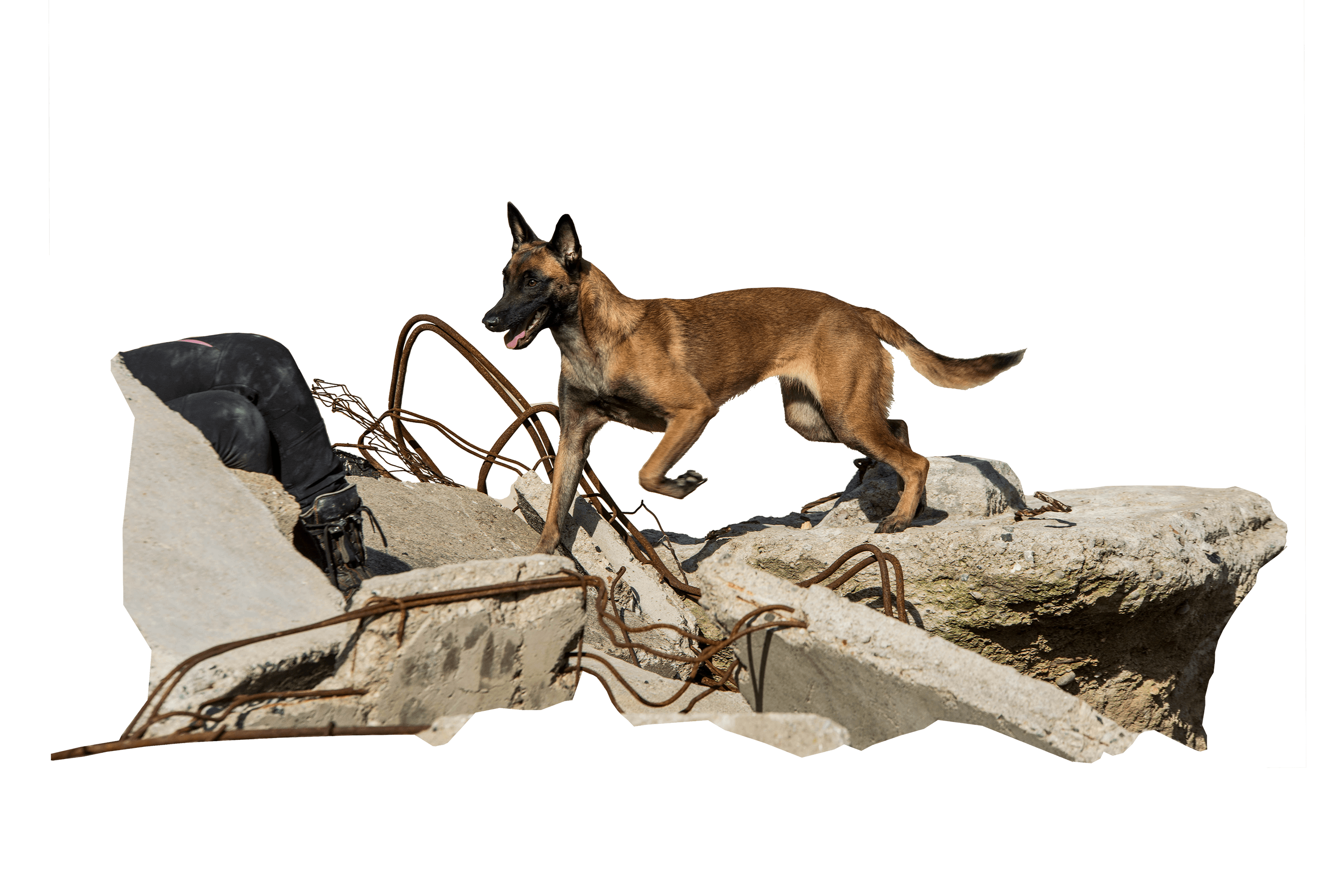 Trümmersuchhund